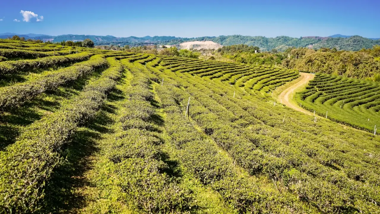 A large field of uneven rows of tea plants growing along the slopes, forming circular patterns.