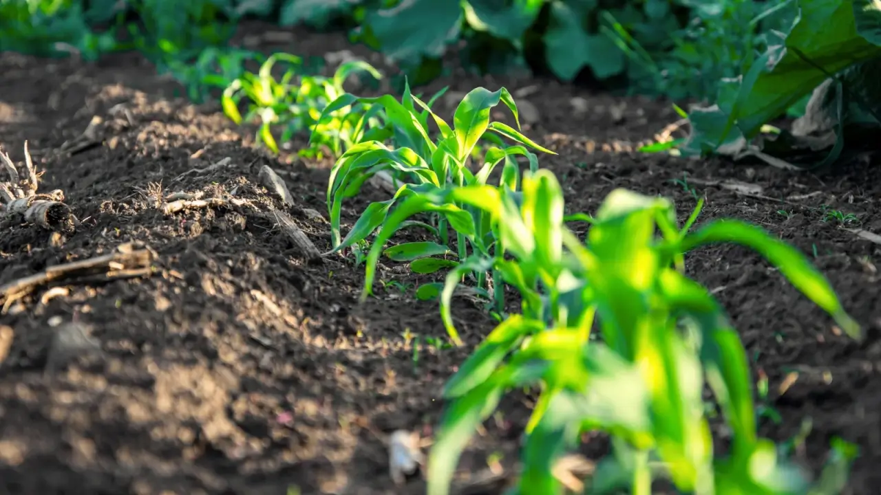 Rows of young corn plants with bright green, ribbon-shaped leaves growing in loose, dark brown soil in a sunny garden.