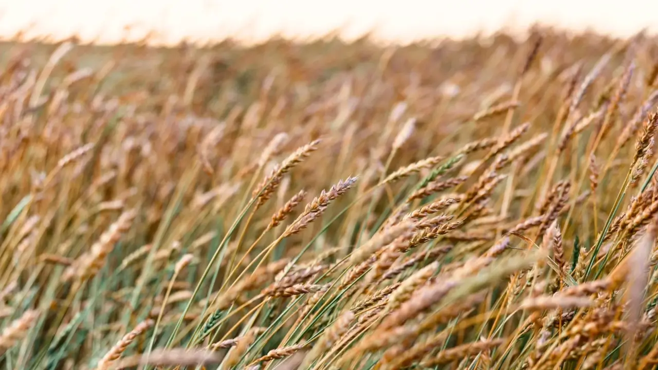 A rye field with tall golden seedheads swaying gently on green, thin stems under the sunlight.