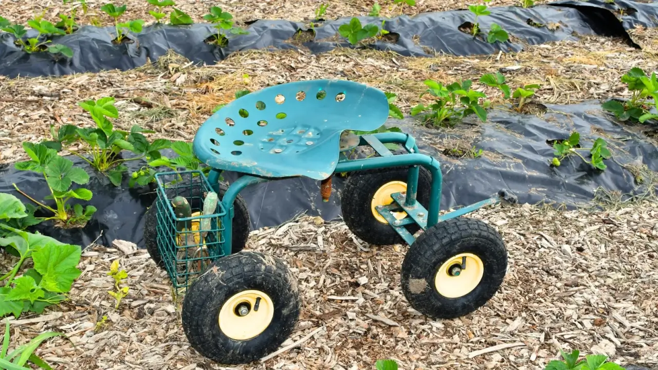A close-up of a metal saddle on wheels stands among mulched strawberry beds.