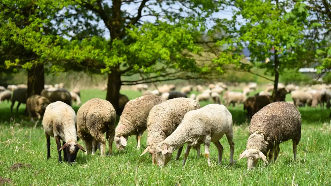 A lot of sheep with beige and brown fur graze on a green sunny meadow among the trees.