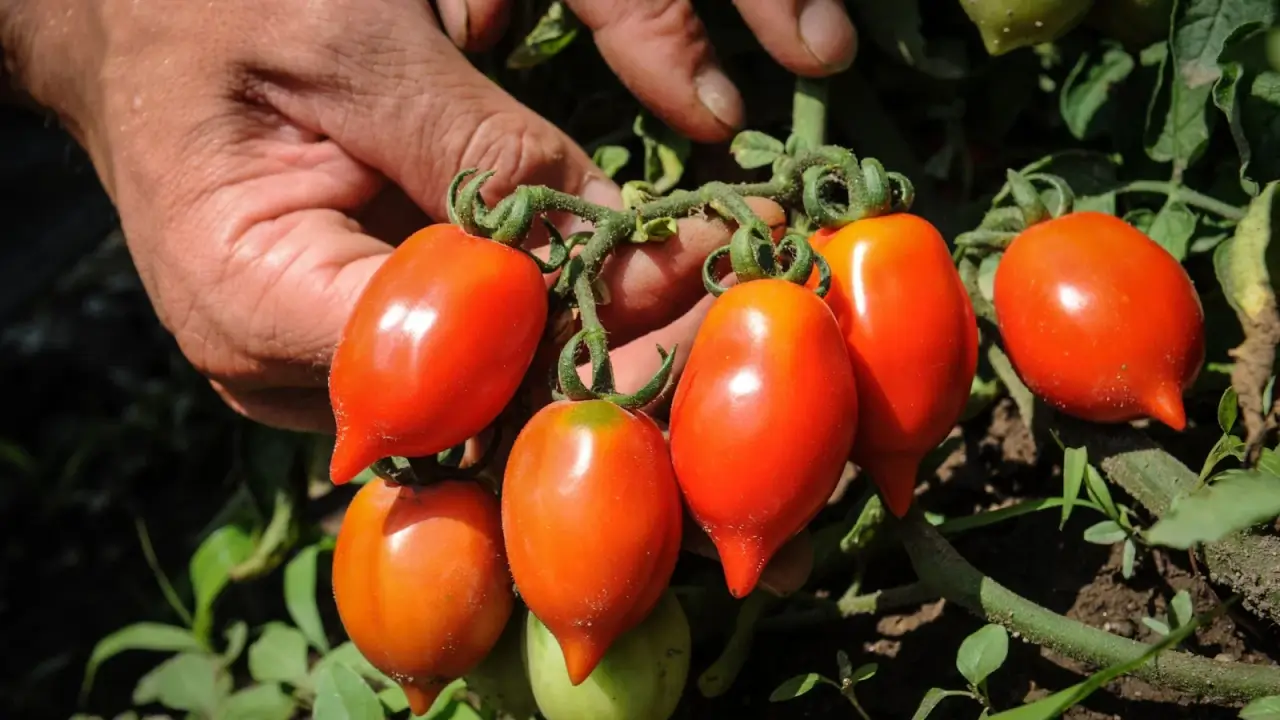 A close look at Piennolo Red tomatoes, with excellent storage life.