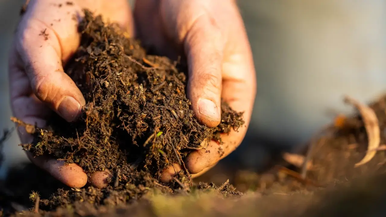 A gardener inoculates soil by mixing black, loose soil with inoculants in the garden.