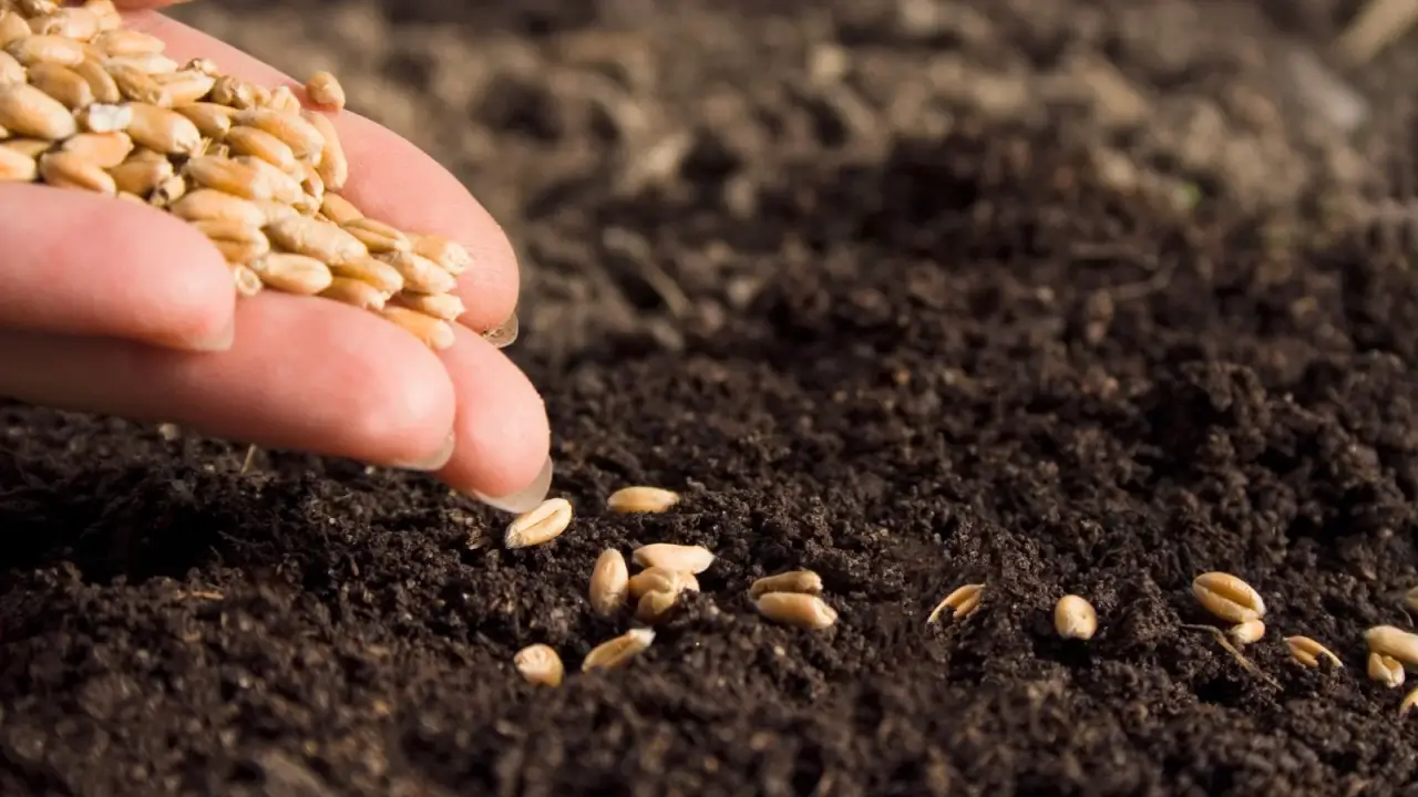 A close-up of a woman's hand sowing oval-shaped, golden-hued wheat seeds into loose, dark brown soil.