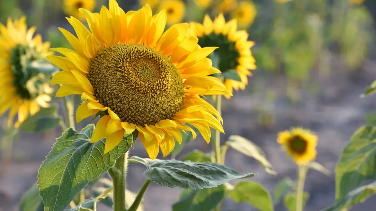 Broad yellow petals surround dark brown centers on tall stalks with rough, hairy leaves.