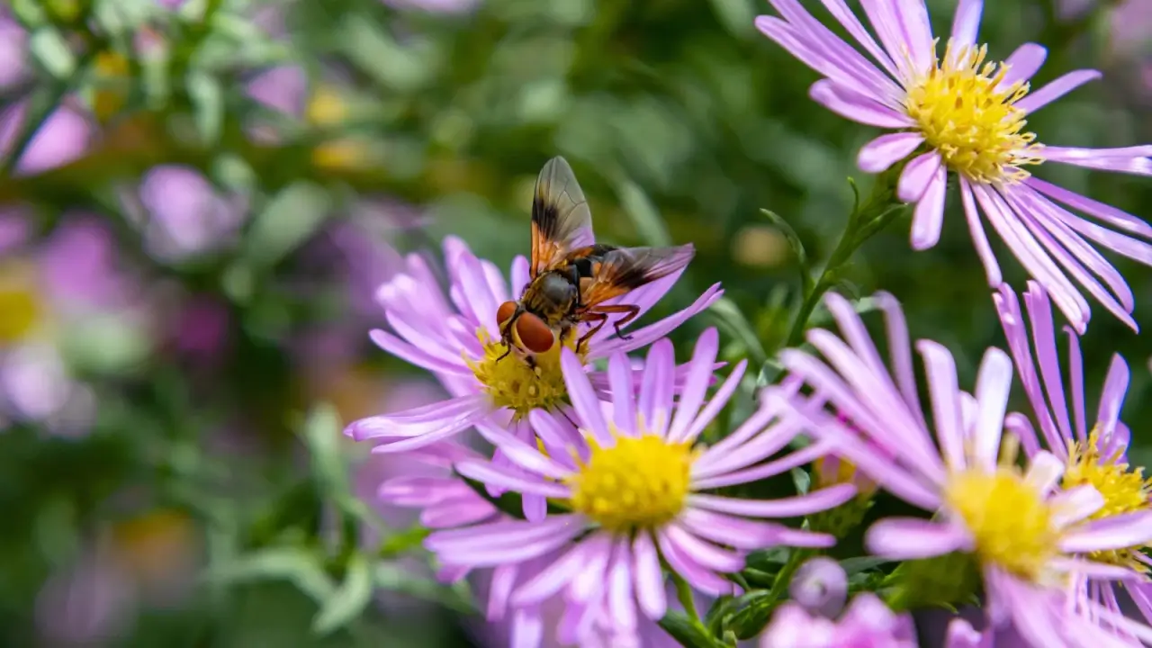 Close-up of a small tachinid fly with a broad, bristly body, orange-brown wings, and large round eyes, collecting nectar from flowering purple asters in a garden.