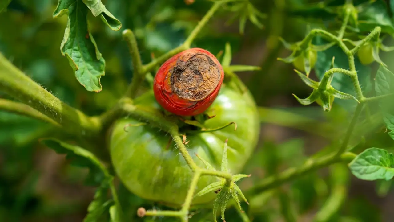 Close up of a small red tomato affected by blossom end rot, showing a brownish black large rotted end, with a large green shiny ripening fruit in the background amongst green foliage.