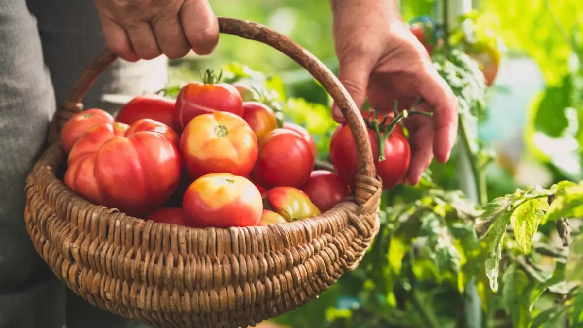 A gardener picks a year-round harvest of tomatoes and places them in a large wicker basket full of ripe fruit in a sunny garden.