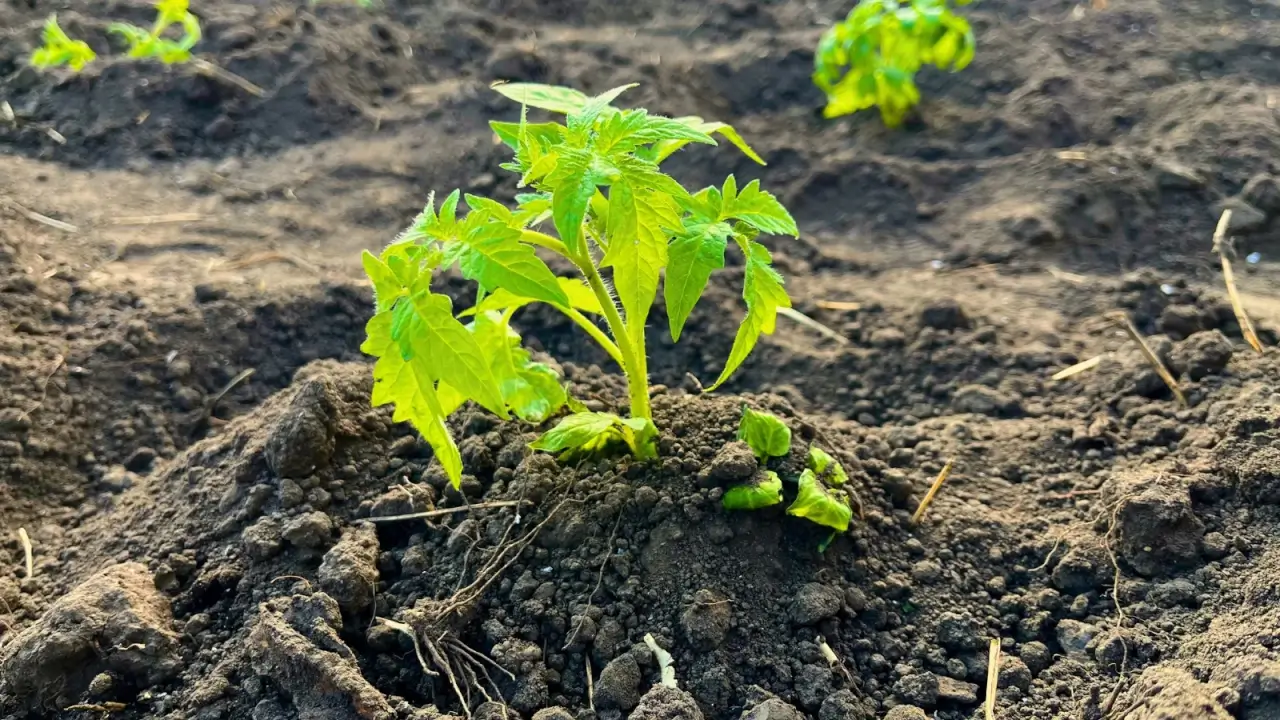 Close up of young freshly planted tomato seedling with green jagged foliage in mounded soil, planted deeply.