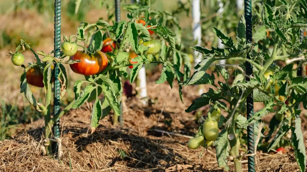 Ripening large tomatoes with orange-green shiny skin hang among green foliage from vertical stems attached to vertical posts for support, growing in rows in a bed mulched with straw.