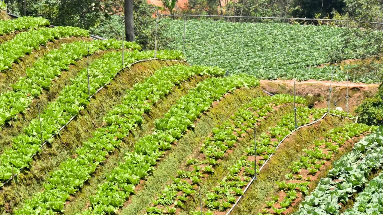 Traditional farming on the slope, rows of various vegetable crops including cabbage growing in large fields on slopes.