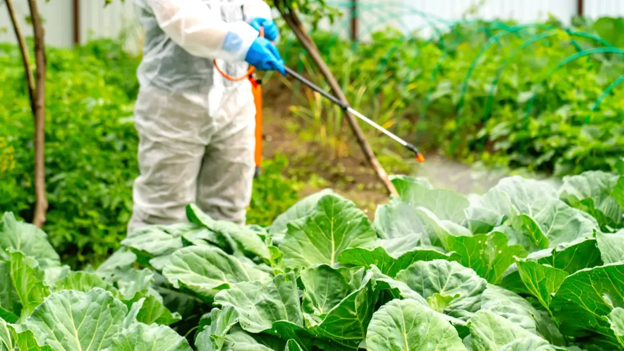 A farmer in a white protective suit sprays beds of ripening cabbage plants with pesticides against pests and diseases.