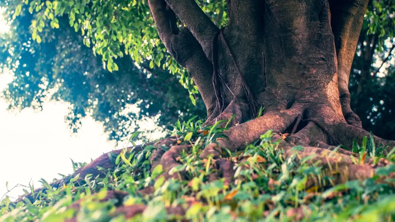 Close-up of a large, dark brown with an orangish tinge tree trunk with thick roots spreading across the ground covered with green grass, in a pasture.
