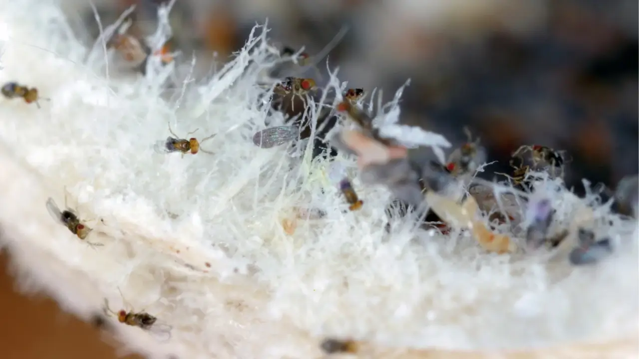 Close-up of tiny insects with small transparent wings crawling on a hairy white surface.