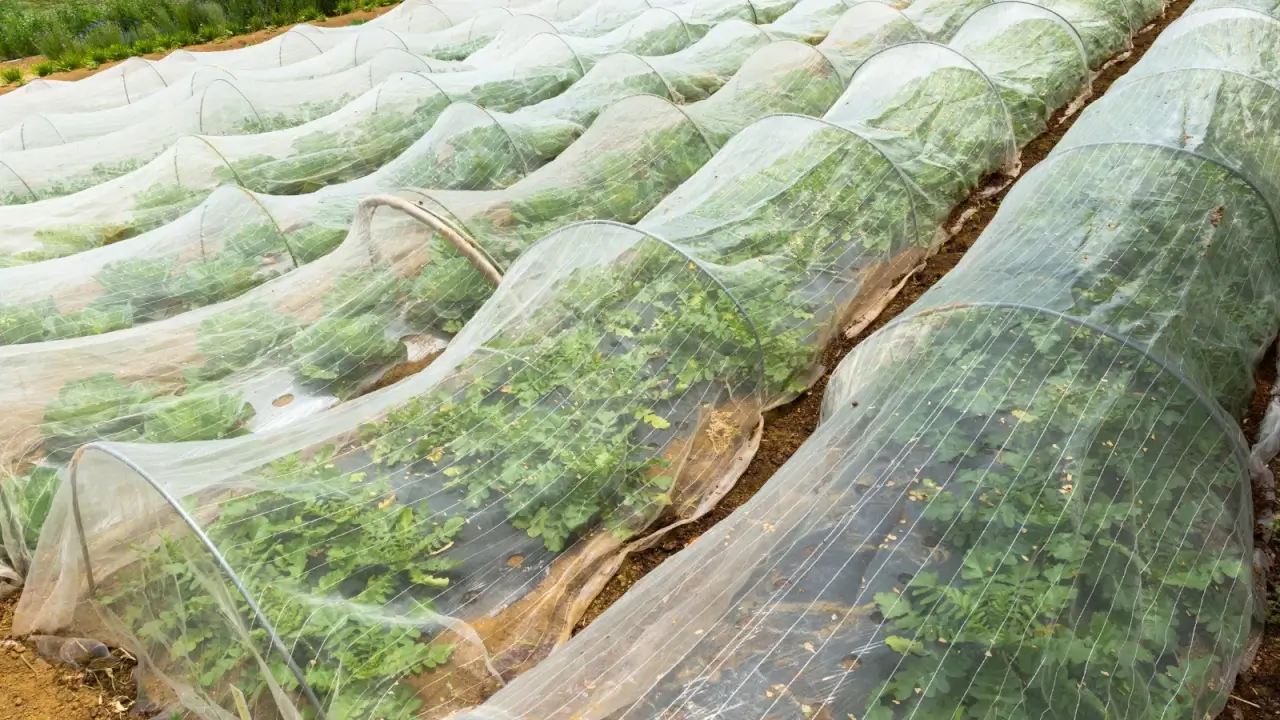 A large vegetable garden with rows of different crops covered by the insect net for protection.