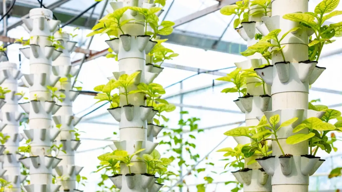 Aquaponic vertical farming, Malabar Spinach features thick, glossy, vining leaves with a deep green hue and slightly wavy edges grow along green fleshy stems in vertical white structures with plant cells, in a greenhouse.