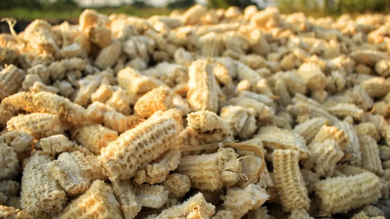 Close up of pile of corn cobs left over from agricultural production.