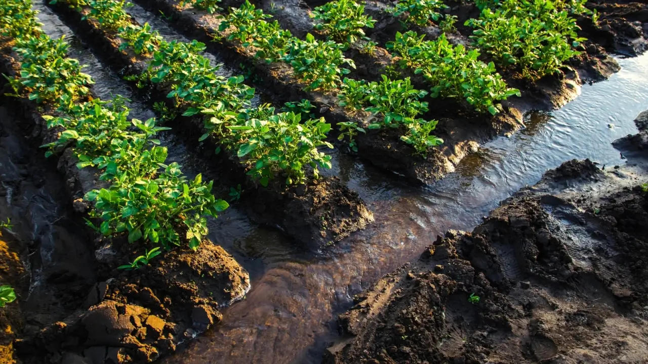 Water flows through deep irrigation canals between rows of growing potato plants in a field.