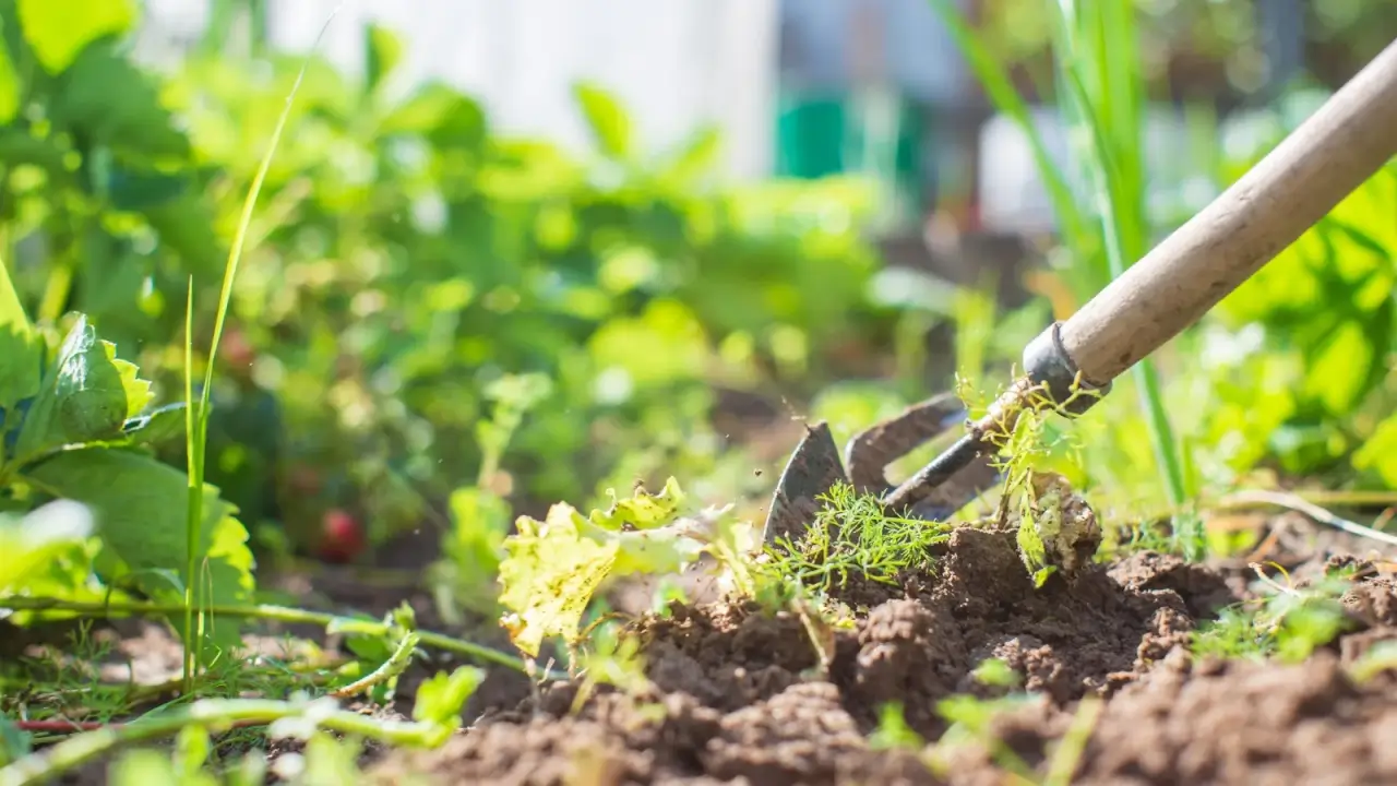 Weeding a garden bed in the bright sun using a hoe with a long wooden handle.