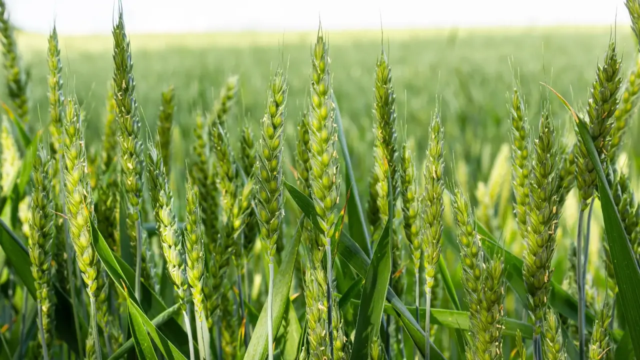 Close-up of densely growing wheat plants in a field with tall, slender stems topped by dense, feathery seed heads, narrow, elongated leaves with smooth edges.