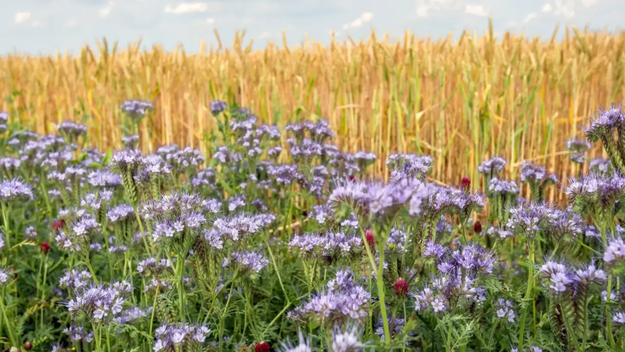 Organically grown wheat with golden stalks and heads bordered by strips of crimson clover and lacy phacelia in the field.