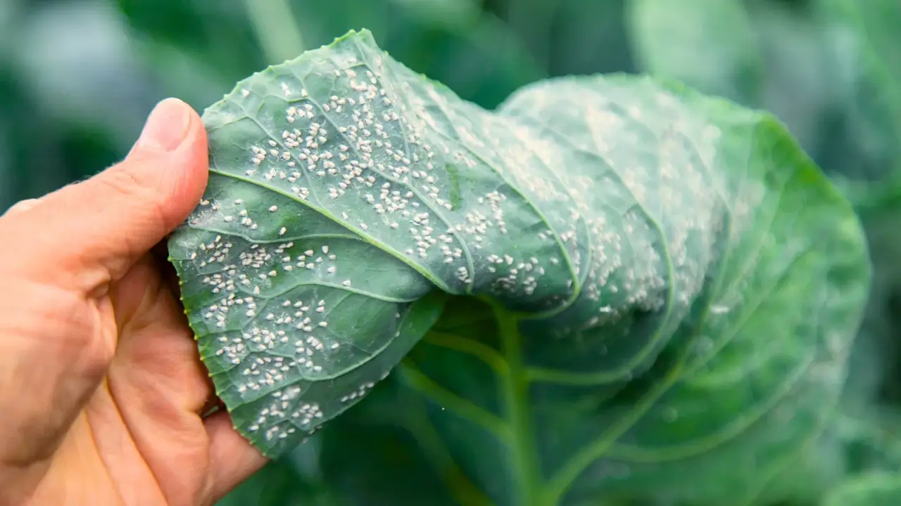 A farmer's hand shows a large, wide, smooth, waxy textured, blue-green cabbage leaf infested with tiny white whiteflies.
