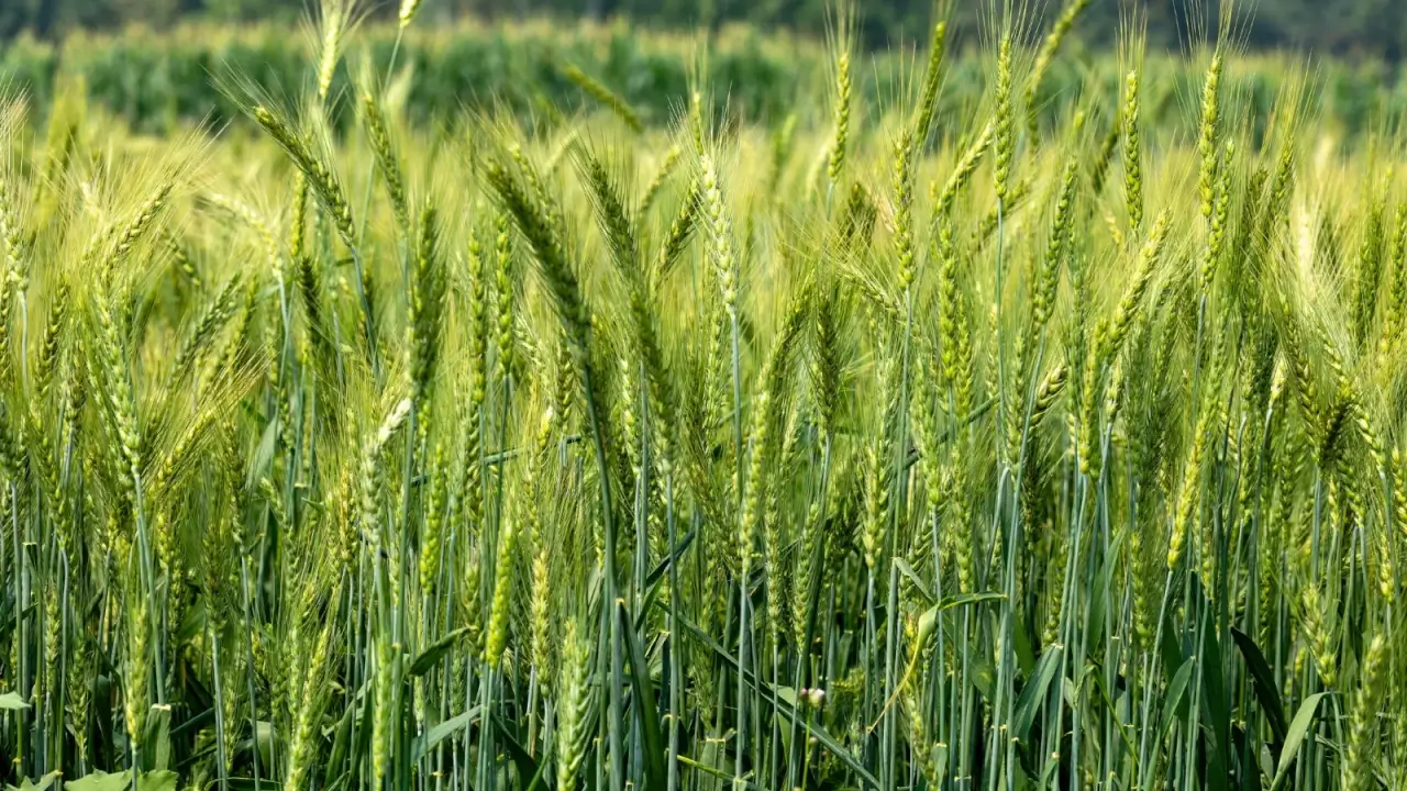 Field of tall, slender green plants with narrow leaves and developing grain heads stretching across the landscape.