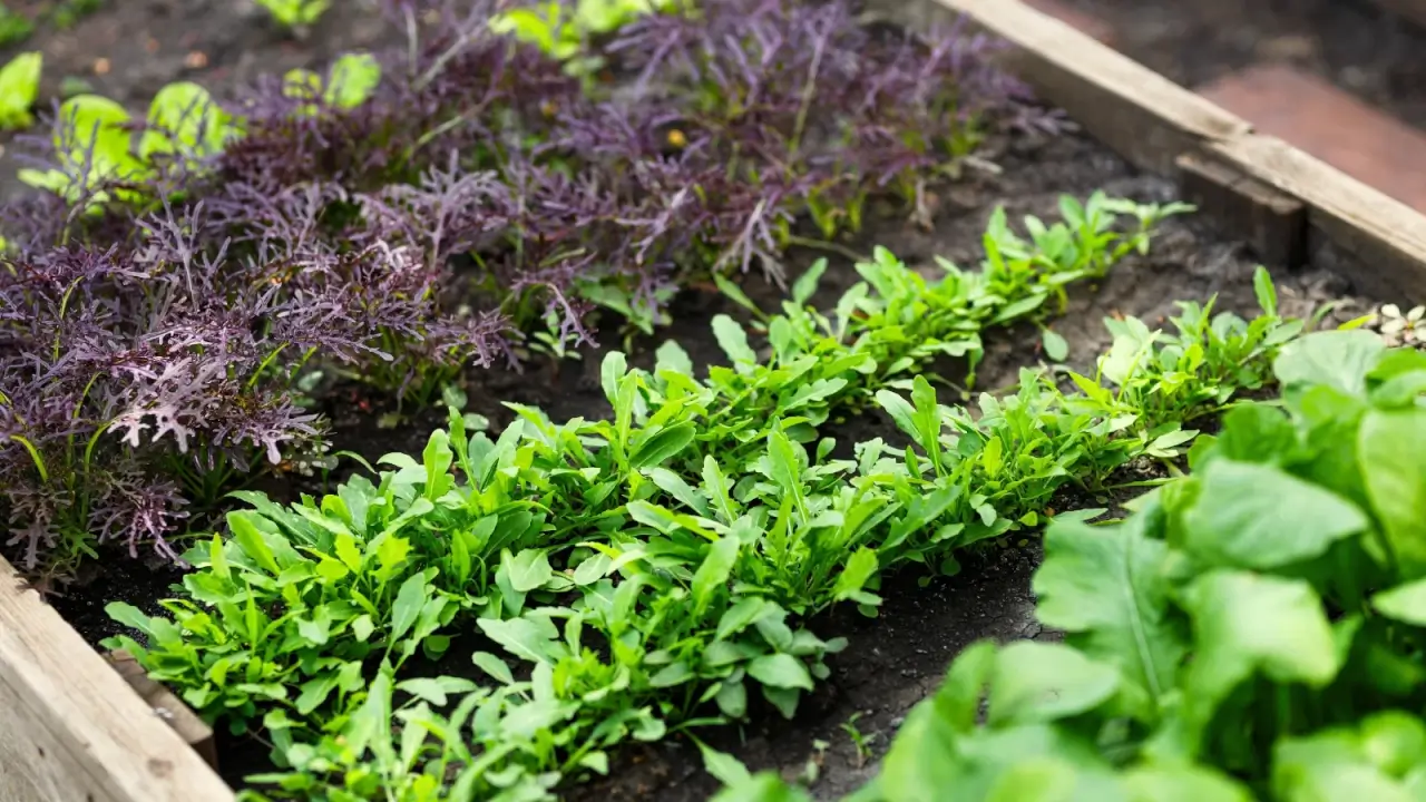 Close-up of a wooden raised bed with young arugula, different lettuce varieties, and radish plants growing in neat rows.