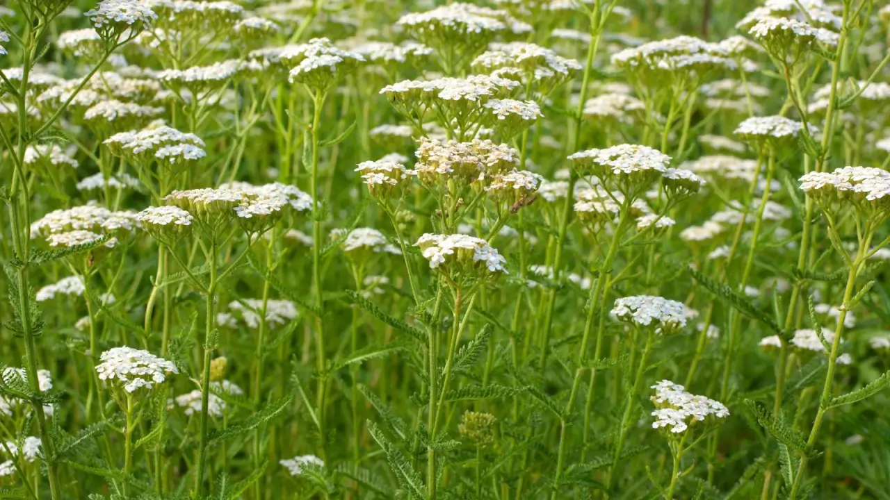 Flat-topped clusters of tiny white flowers sit atop fern-like foliage on upright stems.
